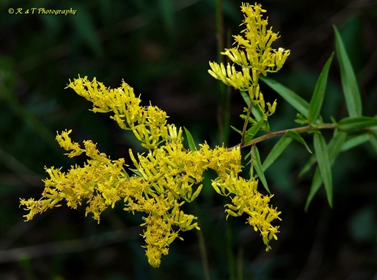 {Solidago odora}